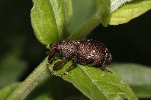 Hylobius transversovittatus